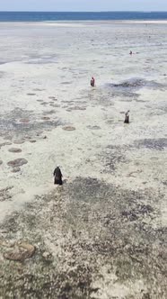 Tanzania  Vertical Video of a Coastal Landscape in Zanzibar Slow Motion alt