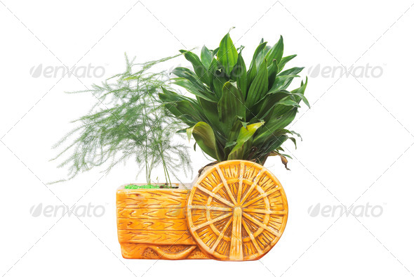 Potted - Stock Photo - Images