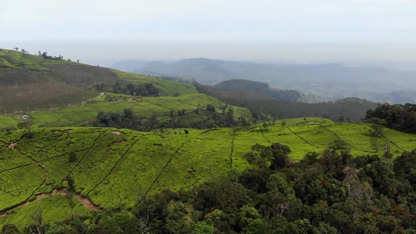 Aerial view of tea plantation fields in Asia country