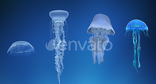 Jellyfish