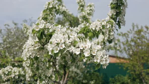 White Apple-tree Blossoms Against Blue Sky Early Spring
