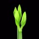 Time lapse of rotating and growing greenish amaryllis Fantasy flower - VideoHive Item for Sale