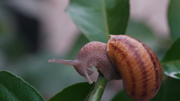 Close-up of a Snail on a Plant