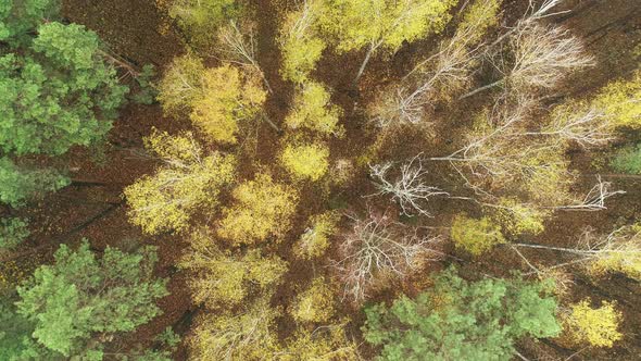 Top Down View of Autumn Forest Fall Woodland Aerial Shot