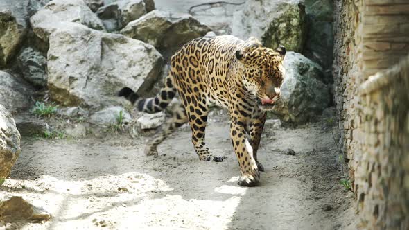 Leopard Walking In The Zoo Cage