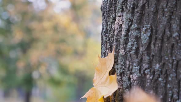 Close Up of Yellow Maple Leaf Falling and Sticking to the Bark of Tree in Forest at Sunny Day alt