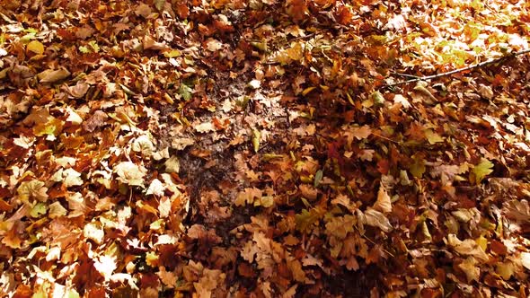 Aerial drone view of a flying in the autumn park. Autumn leaves on a park path. alt