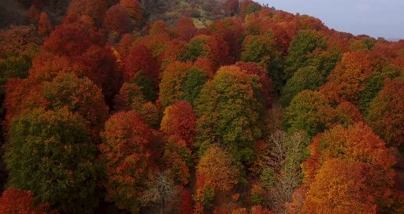 Flying On Awesome Trees of Fall Season in Forest with Warm Colors of Leave Covered Foliage in Savadk alt