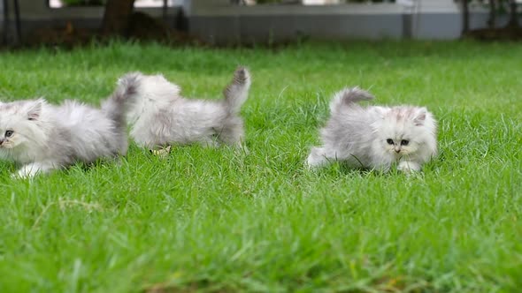 Cute Persian Kittens Playing And Jumping In The Park alt