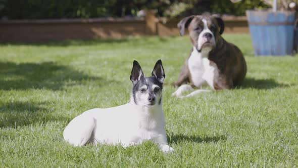 Adorable Toy Fox Terrier Dog and Boxer Relaxing on Grass Outside alt