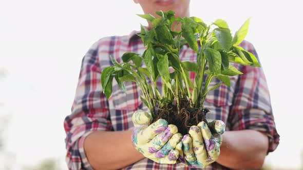 Pepper Seedlings in the Hands of a Farmer, Close-up