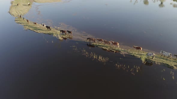 The Horse Herd Graze Along the Shore of the Lake. Wild Horses in Nature