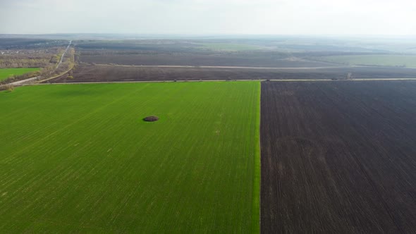 Aerial fly down to young green spring field land