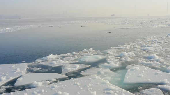Three Individuals of the Far Eastern Seal Swim Among the Ice Floes in Winter alt