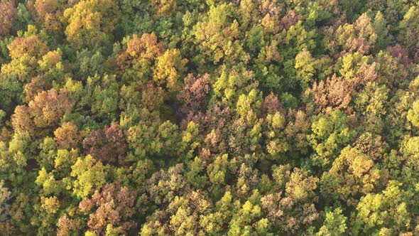 Colorful forest tree crowns slow descending 4K aerial video
