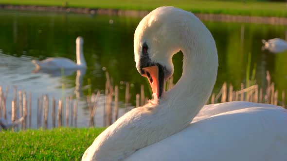 Close Up White Swan Pecking Feathers alt