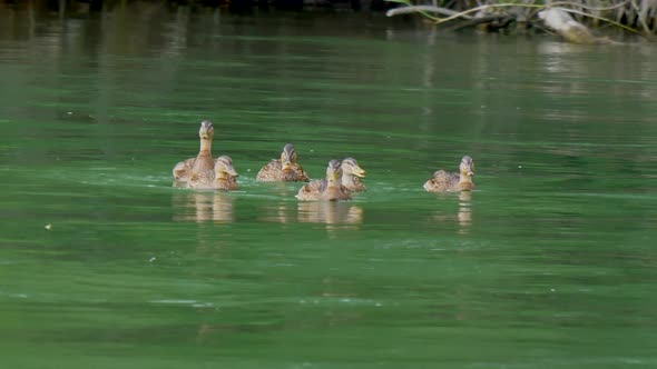 Tracking shot of adult duck with kids floating in nature pond,close up alt