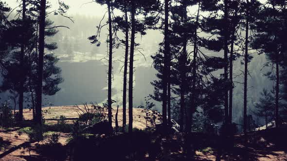 Beautiful Remote Evergreen Forest in Mountain alt