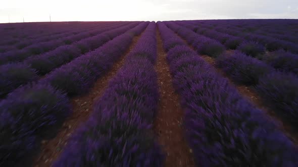 Flying straight forward one meter above lavender field in french provence in 2018 july alt