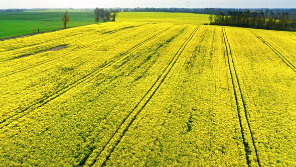 Flying above yellow rape fields in Poland alt