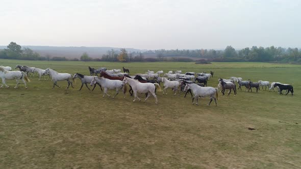 Aerial view of Lipizzaner horses on the open field in the morning alt