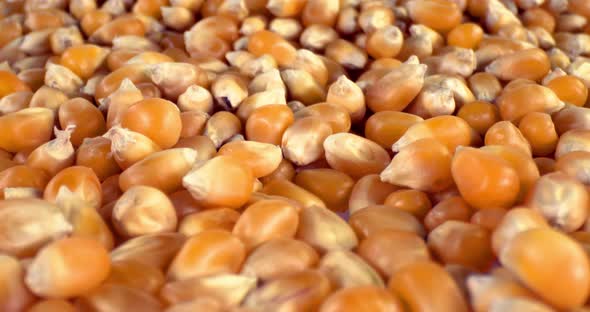 Dolly Shot Of Corn Grains alt