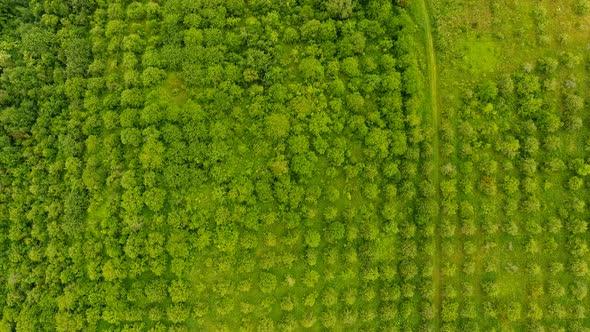 Aerial - Flyover hop yard in late afternoon