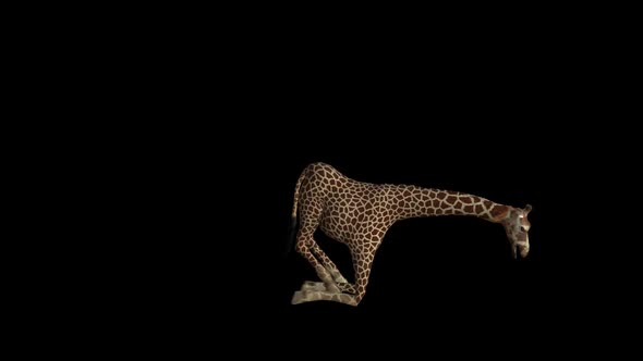 sit to stand giraffe