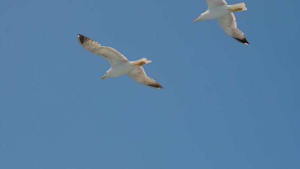 Wild Birds in the Sky. Birds Flying. Seagulls Flying Against Blue Sky. Seagull Soaring in the Sky