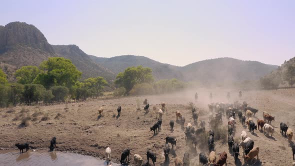 Aerial shot of Cattle Herd