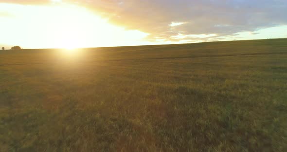 Flight Above Rural Summer Landscape with Endless Yellow Field at Sunny Summer Evening. Agricultural alt