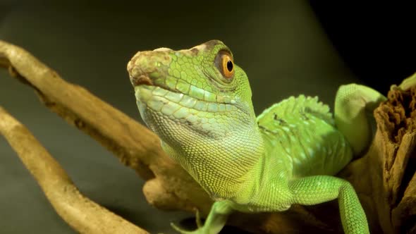 Helmet-bearing Basilisk Sitting on Wooden Snag at Black Background. Close Up alt
