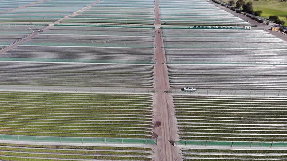 Aerial View of a Strawberry Farm in Australia alt