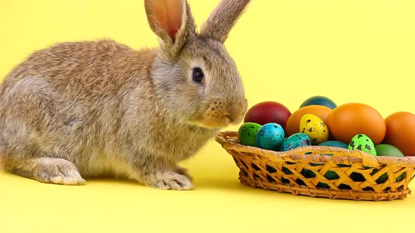 Little Fluffy Brown Affectionate Domestic Rabbit Sitting on a Pastel Yellow Background with a Wicker alt