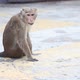 Monkey running away from a dog in the Golden Temple of Dambulla - VideoHive Item for Sale