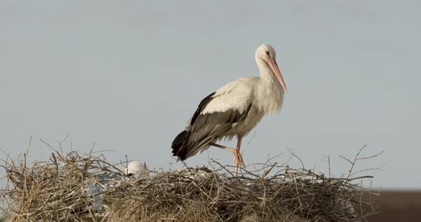 White Stork Clapping It's Beak