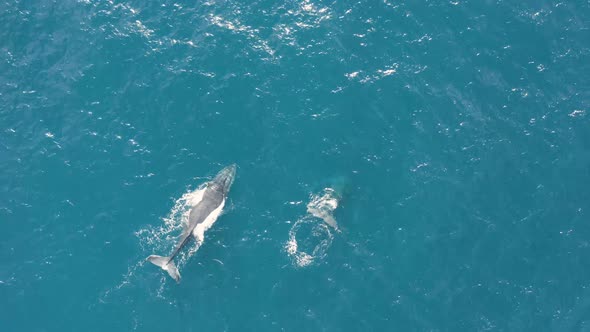 Aerial view of humpback whales. alt