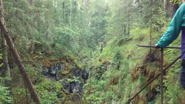 Beautiful View Of Mysterious Forest alt