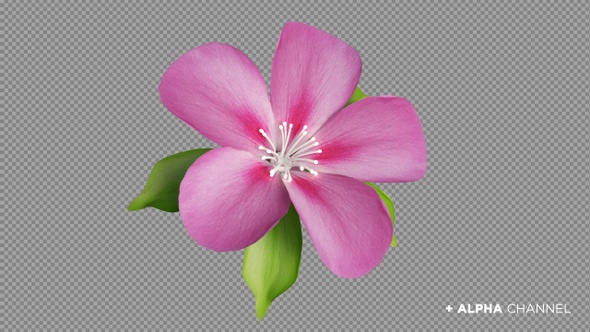 Blooming Flower / Pink