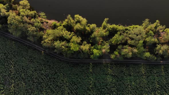 Beautiful foliage of trees near the river, top view. alt