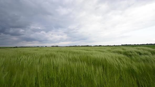 Green Rye Field Against the Cloudy Sky