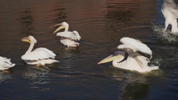 Pelicans Flapping Their Wings and Splash Water All Around Them alt