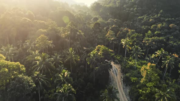 Aerial Flight Sunset Green Jungle Forest Road