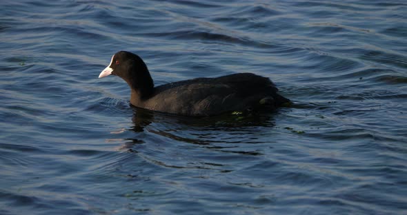 Eurasian coot, Fulica atra,  Occitanie, France alt