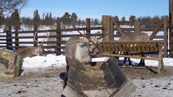 Reindeer looking into camera and eating grass from feeding station during winter in Langedrag nature alt