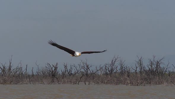 African Fish-Eagle, haliaeetus vocifer, Adult in flight, Flapping Wings, Baringo Lake in Kenya alt