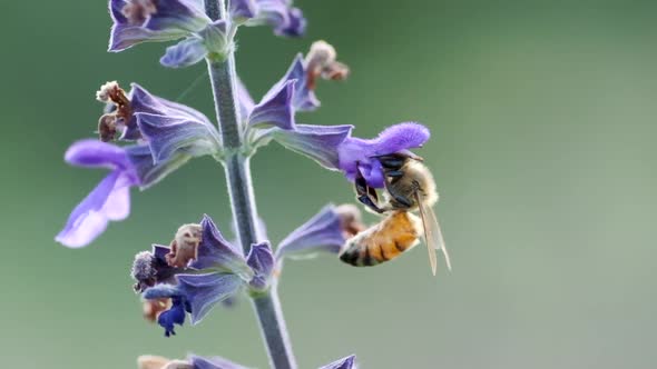 A Worker bee collects nectar from Violet Flower