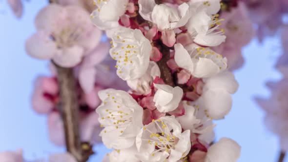 Apricot Fruit Flower Timelapse on Blue 2 alt
