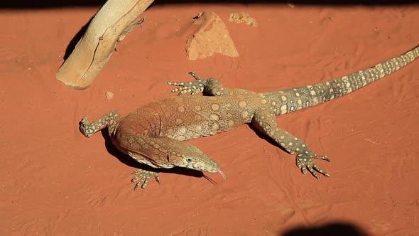 Perentie Varanus Giganteus alt