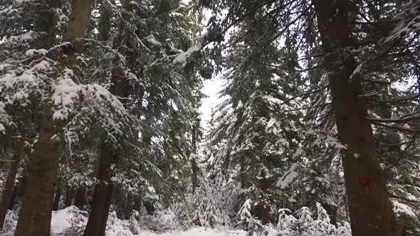 Winter Forest with Snow On The Trees